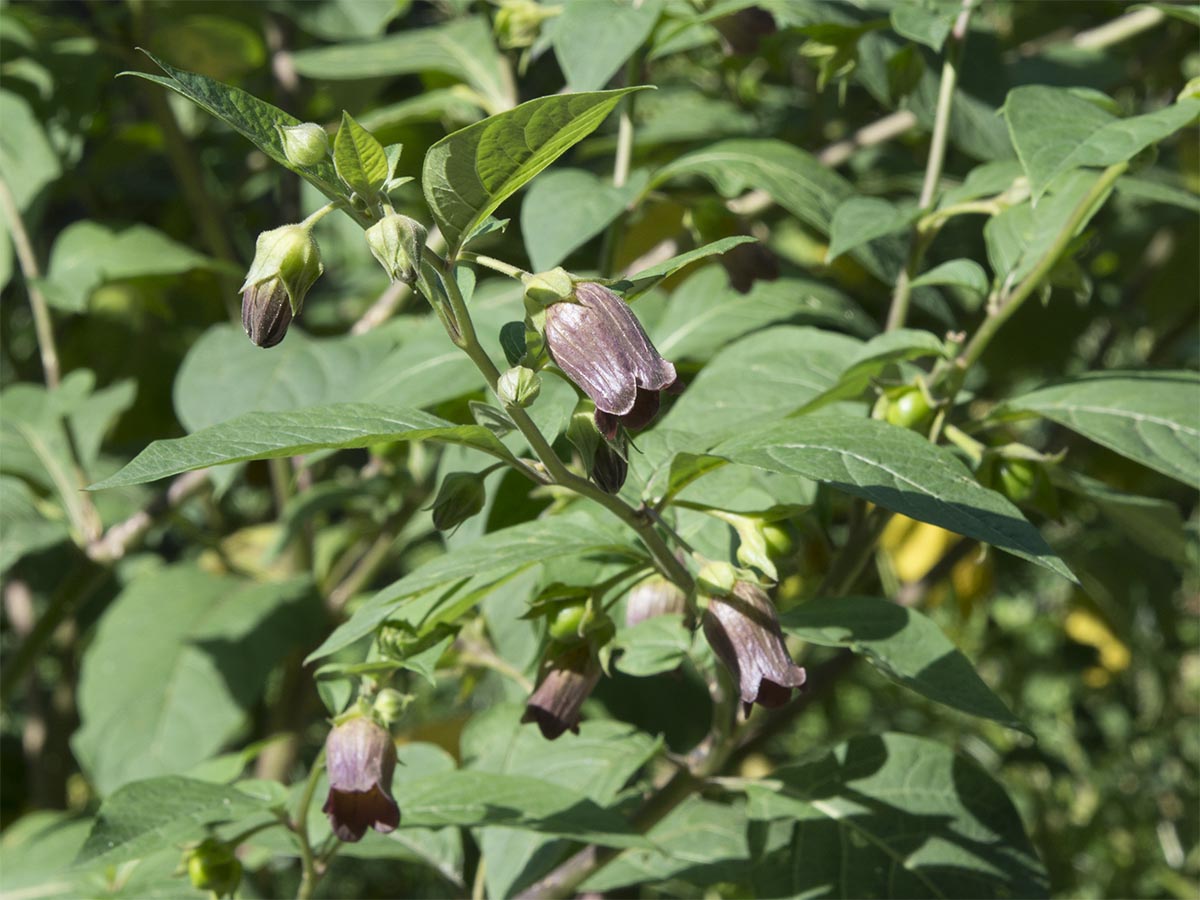 Atropa bella-donna